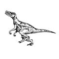 Velociraptor, hand drawn black and white doodle sketch